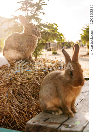 A small brown rabbit curiously explores a wooden bench near hay bales in a sunny farm A small brown rabbit curiously explores a wooden bench near hay bales in a sunny farm 120163853