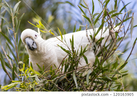 An adult white cockatoo sitting in a lush foliage tree 120163905