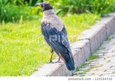 Hooded crow, corvus cornix, standing on the lawn in the spring or summer 120164310