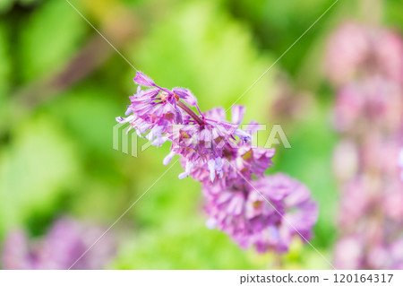 Lilac sage (Salvia nemorosa, Salvia verticillata), mountain meadow subalpin meadow or foothills North Caucasus. Good nectar carrier (nectariferous, honey plant, aethereal oil, attar, drug raw material 120164317