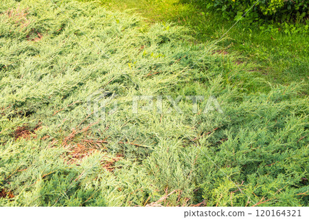 Bright green juniper branches illuminated by the sun. Juniper bush in autumn. Bright green juniper branches illuminated by the sun. Juniper bush in autumn. 120164321