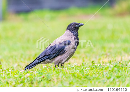 Hooded crow, corvus cornix, standing on the lawn in the spring or summer 120164330
