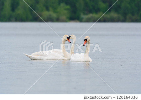 Two Graceful white Swans swimming in the lake, swans in the wild Two Graceful white Swans swimming in the lake, swans in the wild 120164336