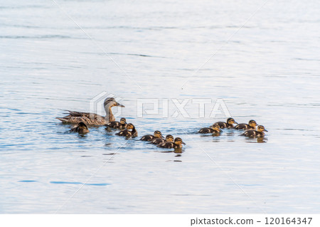 A family of ducks, a duck and its little ducklings are swimming in the water. The duck takes care of its newborn ducklings. Mallard, lat. Anas platyrhynchos A family of ducks, a duck and its little ducklings are swimming in the water. The duck takes care of its newborn ducklings. Mallard, lat. Anas platyrhynchos 120164347