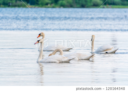 Graceful white Swans swimming in the lake, swans in the wild Graceful white Swans swimming in the lake, swans in the wild 120164348