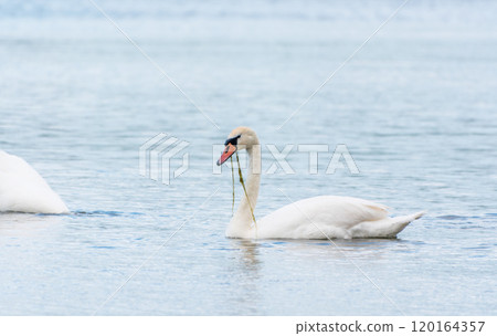 Graceful white Swan swimming in the lake, swans in the wild. Portrait of a white swan swimming on a lake. Graceful white Swan swimming in the lake, swans in the wild. Portrait of a white swan swimming on a lake. 120164357
