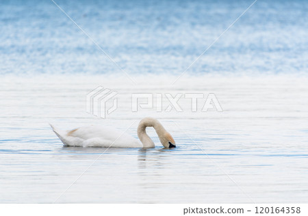 Graceful white Swan swimming in the lake, swans in the wild. Portrait of a white swan swimming on a lake. 120164358