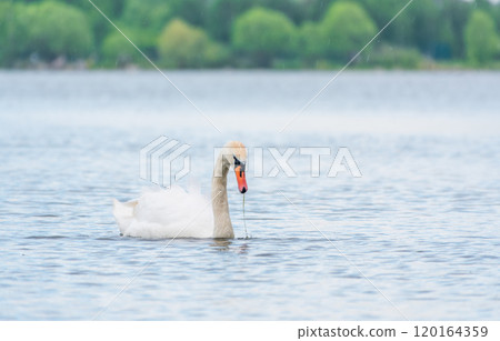 Graceful white Swan swimming in the lake, swans in the wild. Portrait of a white swan swimming on a lake. Graceful white Swan swimming in the lake, swans in the wild. Portrait of a white swan swimming on a lake. 120164359