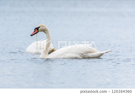 Two Graceful white Swans swimming in the lake, swans in the wild 120164360