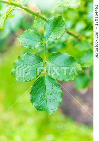 Branch of rose leaves with water drop 120164463