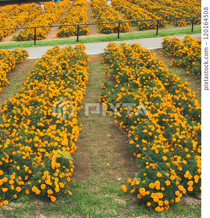 Yellow marigold flowers spreading out 120164508