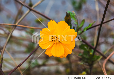 Kibana cosmos flowers blooming in the autumn field 120164539