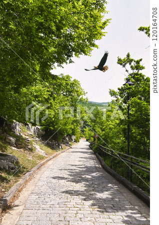 Path to Motsameta Monastery in the forest Path to Motsameta Monastery in the forest 120164708