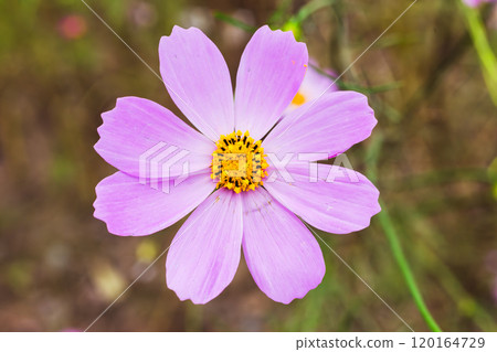Blooming pink cosmos Blooming pink cosmos 120164729