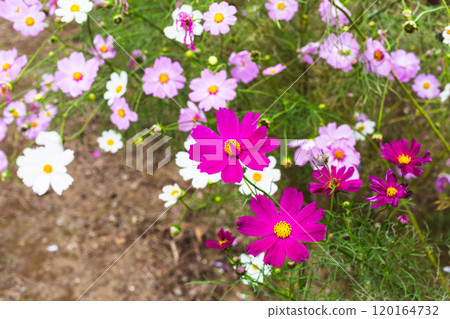 開花在秋天花壇的桃紅色波斯菊花 120164732