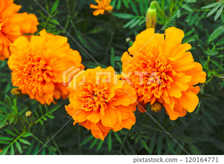 黃色萬壽菊花 120164771