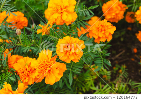 萬壽菊花開 120164772