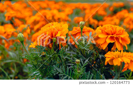 明亮的橙色萬壽菊 明亮的橙色萬壽菊 120164773