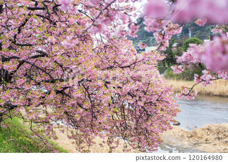 Kawazu cherry blossoms blooming along the Kawazu River 120164980