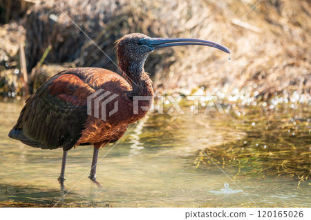 The glossy ibis, latin name Plegadis falcinellus, searching for food in the shallow lagoon. 120165026