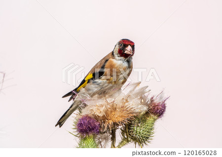 European goldfinch, feeding on the seeds of thistles. Carduelis carduelis. 120165028