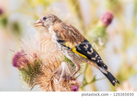 European goldfinch with juvenile plumage, feeding on the seeds of thistles. Carduelis carduelis. 120165030