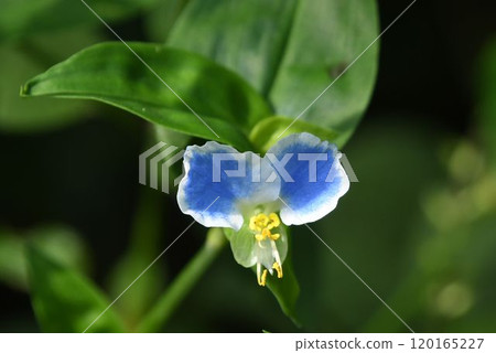The cute spectacle dayflower, with its blue petals surrounded by white, resembles glasses. The cute spectacle dayflower, with its blue petals surrounded by white, resembles glasses. 120165227