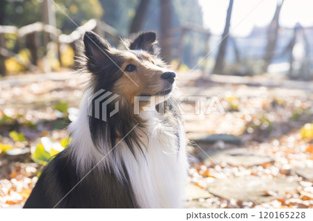 Sheltie dog looking up at the sky in an autumn park 120165228