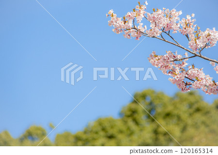 Kawazuzakura Kawazuzakura 120165314