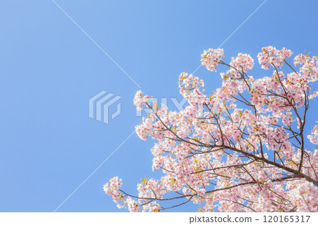 Kawazuzakura Kawazuzakura 120165317