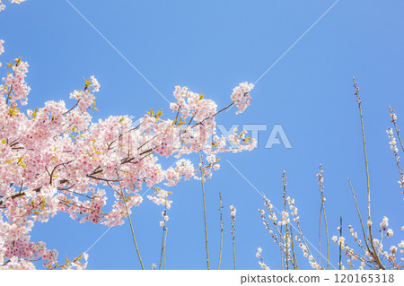 Kawazuzakura Kawazuzakura 120165318