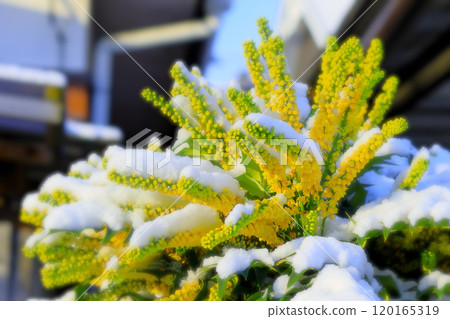 雪和含羞草相思 雪和含羞草相思 120165319