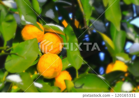 Snow and citron fruit 120165331