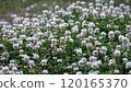 Idyllic white clover field in full bloom, lush green foliage and delicate white flowers symbolizing luck and renewal. Ideal for eco-friendly landscaping, pollinator habitats, and tranquil backgrounds. 120165370