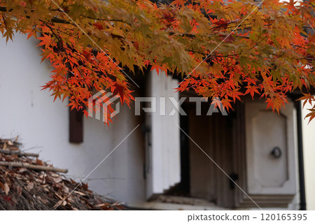 'KURA（房子和秋葉 / Stucco 倉庫（日本倉庫）和深秋的葉子 120165395