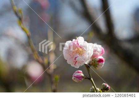 源平桃花預示著春天的到來 源平桃花預示著春天的到來 120165401