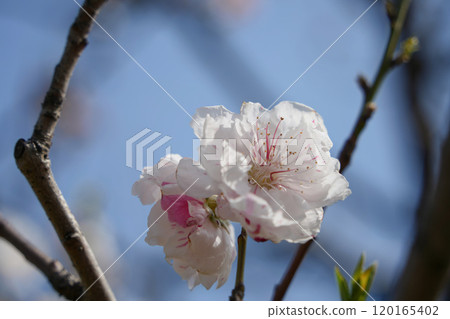 溫柔的桃花色 溫柔的桃花色 120165402