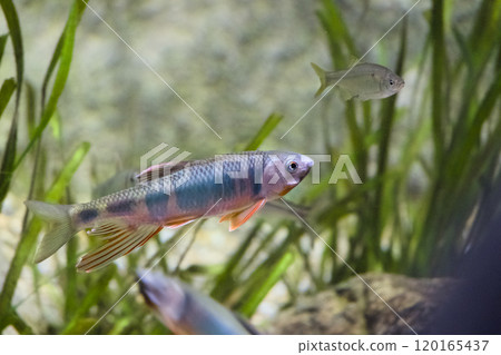日本鯪魚在水族館裡游泳 120165437