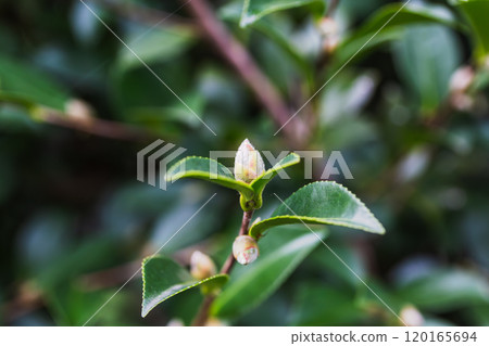 黃色的山茶芽 120165694