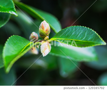 茶花花蕾開始綻放 茶花花蕾開始綻放 120165702