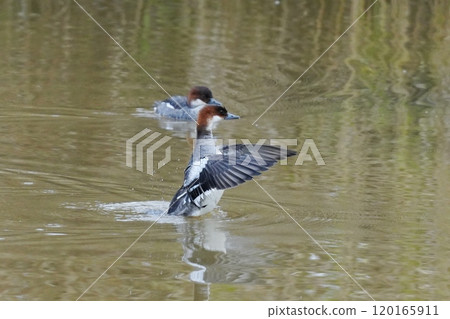 Miko merganser swimming in the pond 120165911