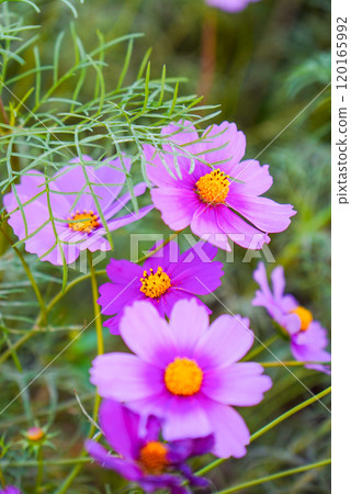 Landscape with cosmos flower 120165992
