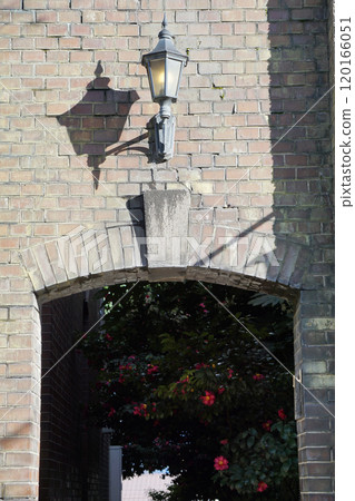 冬季山茶花盛開的散步道 初冬的小鎮，山茶花盛開的小徑 120166051