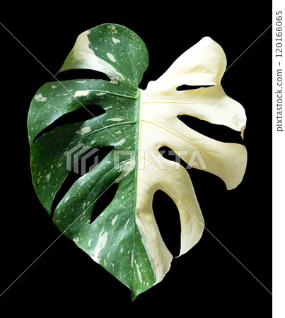 Monstera thai constellation on black background with clipping path Monstera thai constellation on black background with clipping path 120166065