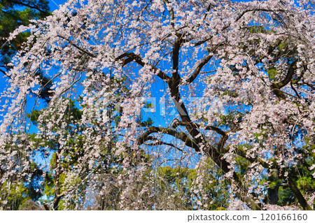 Kyoto Imperial Palace: Itozakura (weeping cherry tree) at the site of the Konoe residence (Kamigyo Ward, Kyoto City, Kyoto Prefecture) 120166160