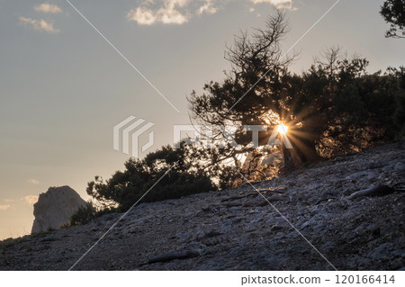 The rays of the evening sun through the pine tree in the autumn 120166414