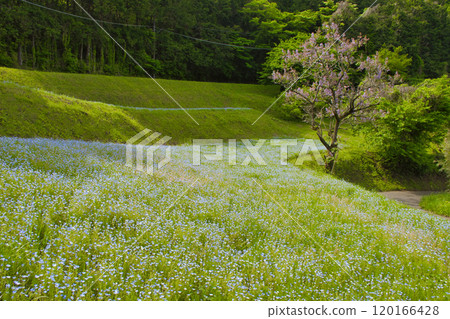 [Kanagawa Prefecture] Nemophila fields on Mount Kobo 120166428