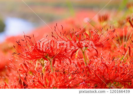 Autumn scenery with blooming red spider lilies, Handa City, Aichi Prefecture 120166439