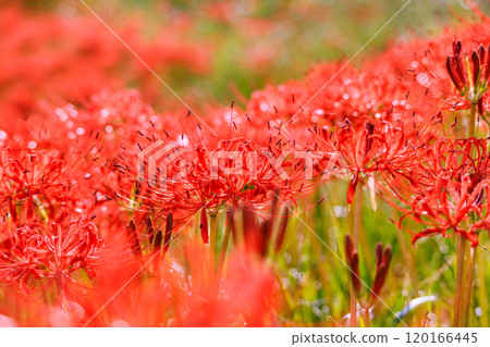 愛知縣半田市紅蜘蛛百合盛開的秋天景色 愛知縣半田市紅蜘蛛百合盛開的秋天景色 120166445
