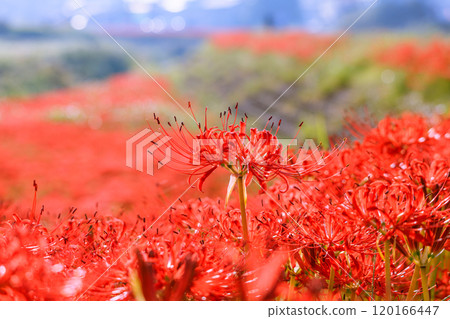 愛知縣半田市紅蜘蛛百合盛開的秋天景色 120166447